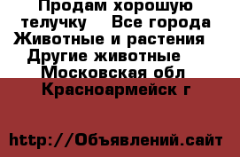 Продам хорошую телучку. - Все города Животные и растения » Другие животные   . Московская обл.,Красноармейск г.